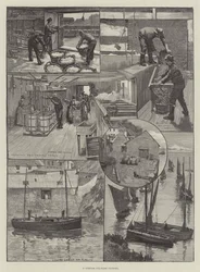 Une usine de pilchards en Cornouailles